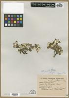 Isotype of Alternanthera pumila O.Stutzer [family AMARANTHACEAE]