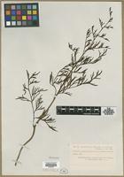 Filed as Ceratopteris thalictroides var. uniformis Ros. [family PARKERIACEAE]