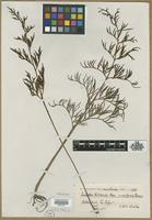 Type? of Ceratopteris thalictroides var. uniformis Ros. [family PARKERIACEAE]