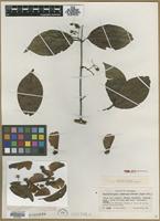 Type? of Banisteriopsis inebrians C.V.Morton [family MALPIGHIACEAE]