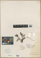 Type? of Elodea granadensis Humb. & Bonpl. [family HYDROCHARITACEAE]