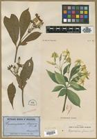 Type? of Hymenosporum flavum F.Muell. [family PITTOSPORACEAE]