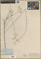 Type? of Iresine diffusa Humb. & Bonpl. ex Willd. [family AMARANTHACEAE]