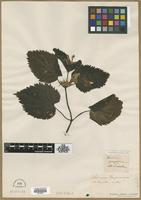 Type? of Lamium garganicum L. [family LAMIACEAE]