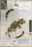 Lectotype of Mimosa ebano Berland. [family LEGUMINOSAE]