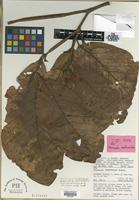 Holotype of Neonauclea ventricosa Ridsdale [family RUBIACEAE]