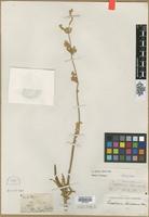 Type? of Oplotheca floridana Nutt. [family AMARANTHACEAE]