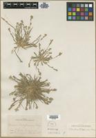 Type? of Orcuttia californica Vasey [family POACEAE]