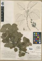 Type? of Populus monticola Brandegee [family SALICACEAE]