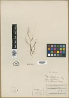 Isotype of Ruppia maritima L. var. subcapitata Fernald & Wiegand [family POTAMOGETONACEAE]