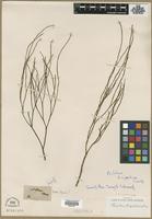 Filed as Psilotum triquetrum Sw. [family PSILOTACEAE]