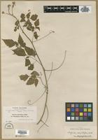 Filed as Serjania confertiflora Radlk var. dasycephala Radlk. [family SAPINDACEAE]