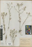 Type? of Rorippa pyrenaica Spach. var. heteromorpha Sennen [family BRASSICACEAE]