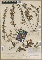 Type? of Spiraea chamaedryfolia L. [family ROSACEAE]