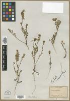 Syntype of Phacelia ciliata var. mexicana Brand [family HYDROPHYLLACEAE]