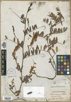 Type? of Vicia amoena Fisch. [family FABACEAE]
