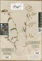 Type? of Vicia grandiflora Scop. [family FABACEAE]