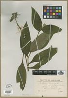 Type? of Symphytum tuberosum L. [family BORAGINACEAE]