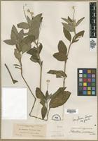 Type? of Telanthera tuerckheimii Vatke [family AMARANTHACEAE]
