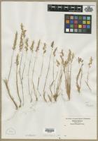 Filed as Aira sp. [family POACEAE]