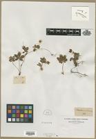 Filed as Potentilla canadensis L. [family ROSACEAE]