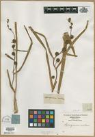 Filed as Sparganium sp. [family TYPHACEAE]