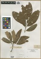 Filed as Quercus sp. [family FAGACEAE]