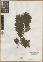 Filed as Quercus alba L. [family FAGACEAE]