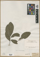 Filed as Quercus laurifolia Michx. [family FAGACEAE]