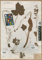Filed as Heuchera pubescens Pursh [family SAXIFRAGACEAE]