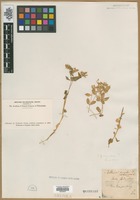 Filed as Stellaria nemorum L. [family CARYOPHYLLACEAE]