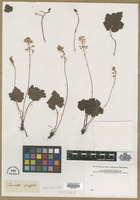 Filed as Tiarella cordifolia L. [family SAXIFRAGACEAE]