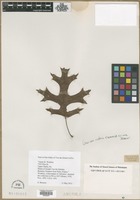 Filed as Quercus rubra L. var. ramosissima Marshall [family FAGACEAE]