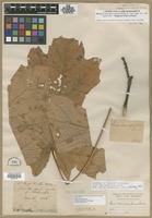 Isolectotype of Acer macrophyllum Pursh [family ACERACEAE]