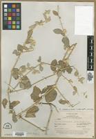 Isotype of Alternanthera albotomentosa Suess. subsp. suessenguthii [family AMARANTHACEAE]