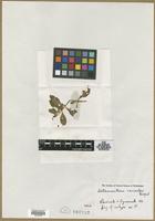 Isotype of Alternanthera reineckii Briq. [family AMARANTHACEAE]