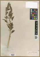Type? of Amaranthus powellii S.Watson [family AMARANTHACEAE]