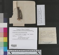 Type? of Cytosporella carnea [family INCERTAE SEDIS]