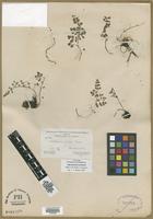 Isotype of Argyrochosma lumholtzii [family ADIANTACEAE]