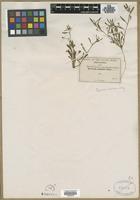 Type? of Breweria minima A.Gray [family CONVOLVULACEAE]