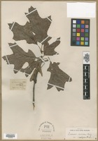 Filed as Quercus ambigua Michx.f. [family FAGACEAE]