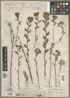 Filed as Bartsia coccinea L. var. pallens Michx. [family SCROPHULARIACEAE]