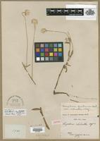 Isotype of Gomphrena rodantha Moq. [family AMARANTHACEAE]
