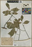 Type? of Grewia stolzii Ulbr. [family TILIACEAE]