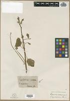 Type? of Euphorbia cyathophora Murray [family EUPHORBIACEAE]