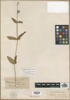 Type? of Mogiphanes rosea Morong [family AMARANTHACEAE]