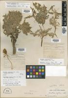 Filed as Oenothera cespitosa Nutt. subsp. crinita (Rydb.) Munz [family ONAGRACEAE]
