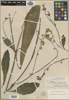 Filed as Nicotiana nudicaulis S.Watson [family SOLANACEAE]