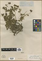 Type? of Potentilla nepalensis Hook. [family ROSACEAE]