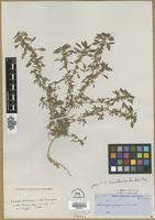Type? of Sarratia berlandieri Moq. [family AMARANTHACEAE]